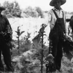 Two men collecting tobacco leaves from the stalks
