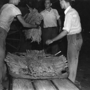 Removing hands of tobacco leaves from the poles after curing, 1940