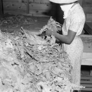 Working with cured tobacco, 1940