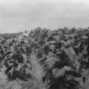 Field of cash tobacco, July 19, 1927