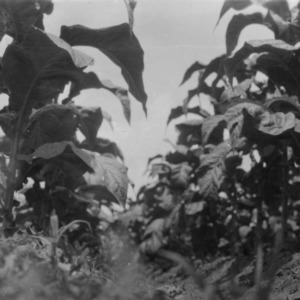 Showing the differences in the leaves of two varieties of tobacco in Hertford County, North Carolina, July 19, 1927