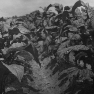 Tobacco grown in Hertford County, North Carolina, July 19, 1927