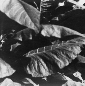 Tobacco in Mr. Otis Chandler's field taken at close range to bring out the character of the leaf, August 20, 1928