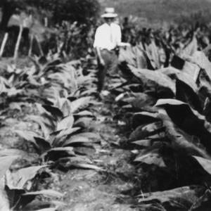 Disease resistant tobacco grown on the farm of James Rice, Madison County, North Carolina, 1928