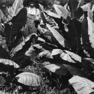 S. G. Allen in his demonstration plot of burley tobacco, Mars Hill, Rt. 1, North Carolina, September 9, 1929
