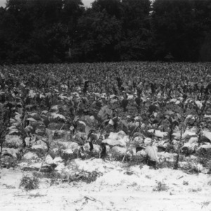 Field of tobacco plants, 1940