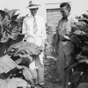 Ross Vaughn with County agent M. E. Hallowell inspecting his demonstration of South Carolina system of tobacco growing, Nashville, North Carolina, June 1942