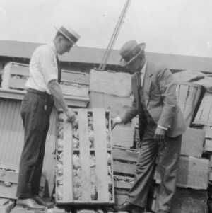 Two men examing a crate of cabbage shipped by boat, New Bern, North Carolina, September 19, 1927