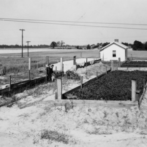 Artificially heated sweet potato beds on the farm of D. A. Coggains, Troy, North Carolina, May 1944