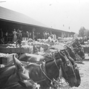 The delivering of cantaloupes to packing sheds at Johns, North Carolina, July 1937