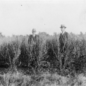 Crotalaria, H. W. Bullard, Orrum, North Carolina, October 30, 1930