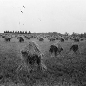 Purple straw wheat grown by S. L. Carpenter, Master Farmer, Gaston County, North Carolina
