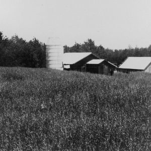 Oats after turning Kobe leipedeza, without fertilizer, Sion Williams farm, Raleigh, North Carolina, Wake County, May 3, 1933