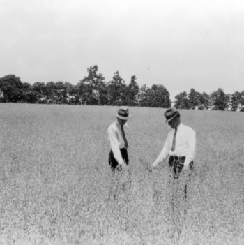 County agent J. W. Cameron of Anson County and other inspecting oats field
