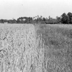 Field of barley, Farmville, North Carolina, June 2, 1943