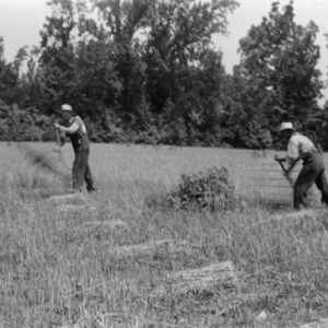 Cradling oats, Ether, North Carolina, June 16, 1943