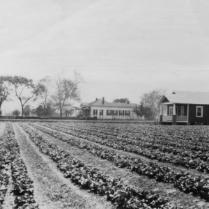 Homes of prosperous farmers along the Castle Haynes highway near Wilmington, North Carolina, Feb. 15, 1924