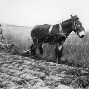 Man working in a wheat field