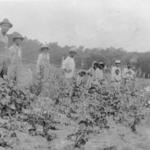 Workers in field of cotton, September 15, 1927