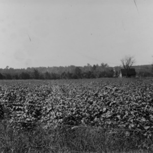 Mexican cotton at the northern limit of the cotton belt, September 1923