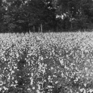 Good field of cotton, November 9, 1927