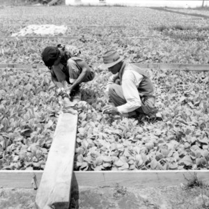 Two men harvesting tobacco leaves from divided tobacco beds