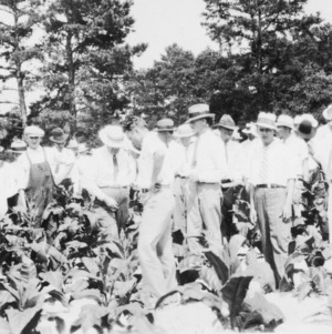 Group of men in a tobacco field