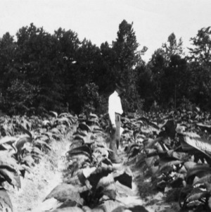 Man standing in an Oxford experimental farm plot