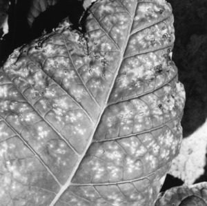 Showing diseased tobacco leaves