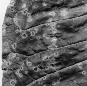 Detail of a diseased tobacco leaf