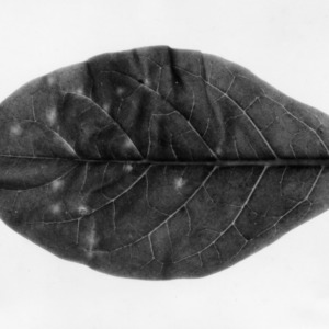 Copy of tobacco leaf