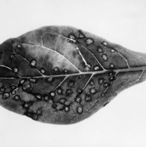 Copy of tobacco leaf