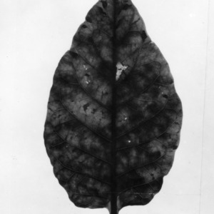 Copy of tobacco leaf