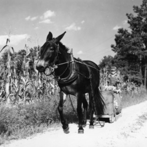 Farm boy hauling tobacco leaves with mule-drawn cart