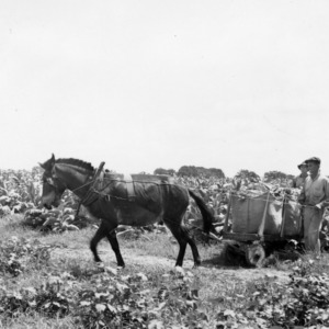 Men gathering tobacco leaves and hauling them by horse drawn cart