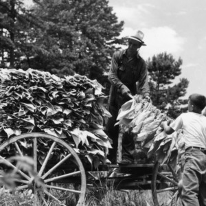 Men loading up dried tobacco leaves onto a wagon