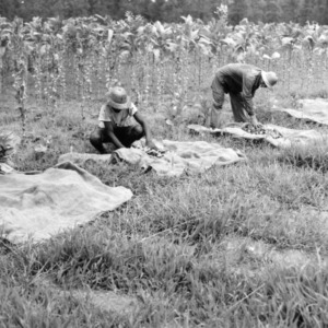 Workers in the field gathering tobacco leaves