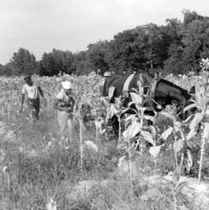Workers in the field gathering tobacco leaves