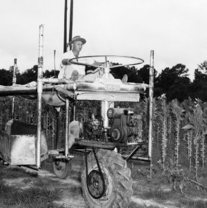 Mechanical tobacco harvester