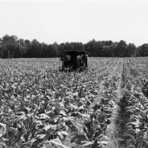 Harvesting tobacco