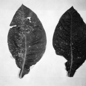 Two tobacco leaves showing the effects of the tobacco looper moth