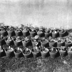 Tobacco plants in pots