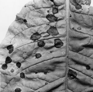 Diseased tobacco leaf