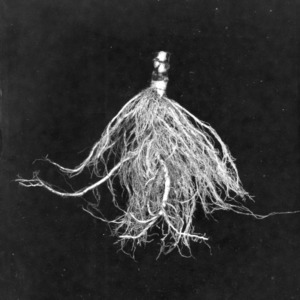 Degrees of root knot on tobacco