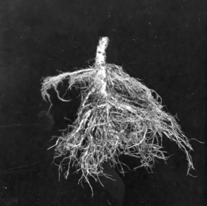 Degrees of root knot on tobacco