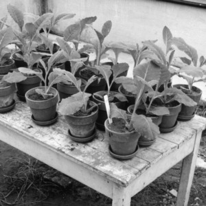 Tobacco in flower pots--made in greenhouse