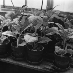 Tobacco in greenhouse experiment showing nematode damage