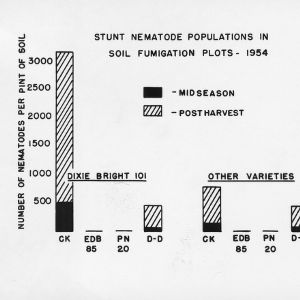 Graph showing stunt nematodes populations in soil fumigation plots--1954