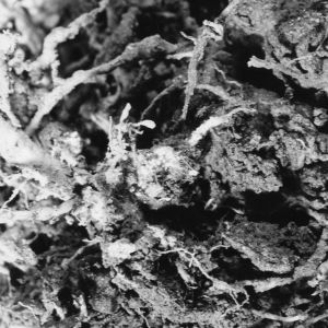 Tobacco diseases shown on roots