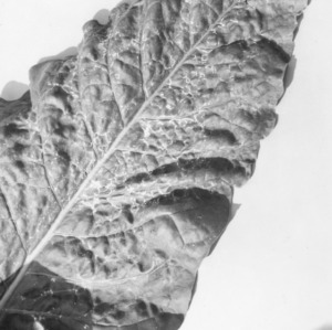 Ring spot virus shown on a tobacco leaf